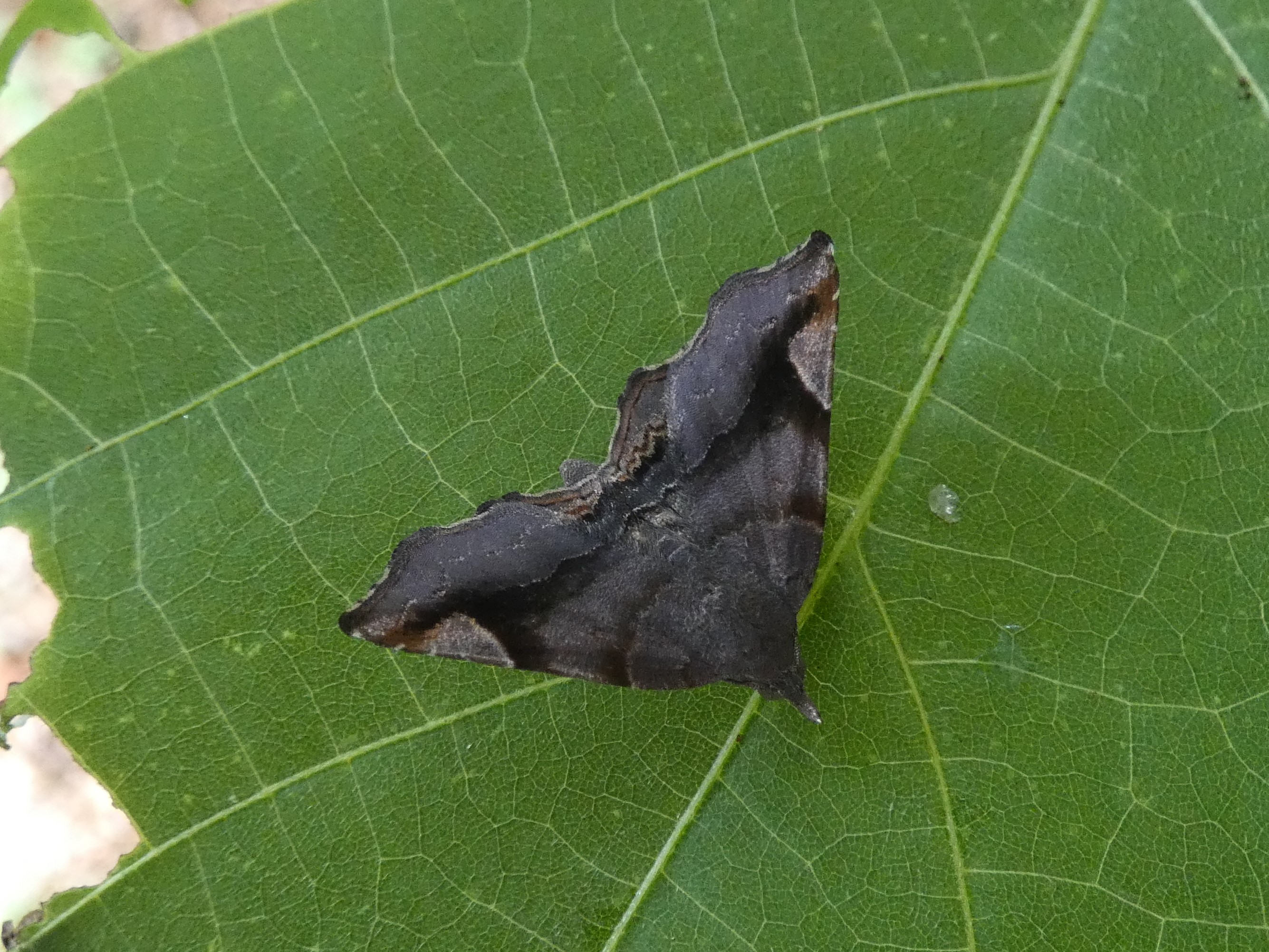 photo_4